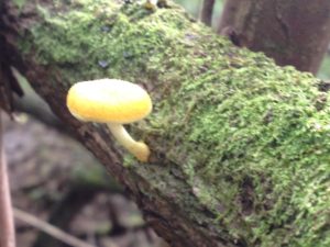 magic mushrooms hawaii
